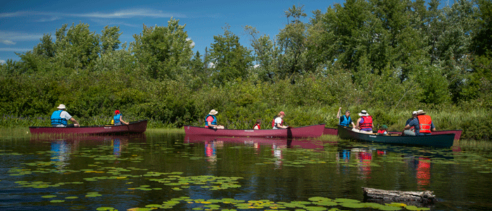 paddle