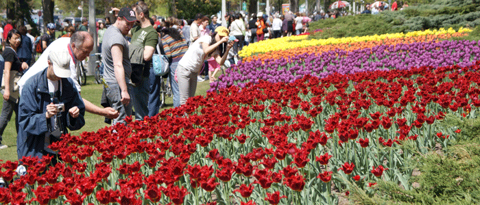 tulip_festial